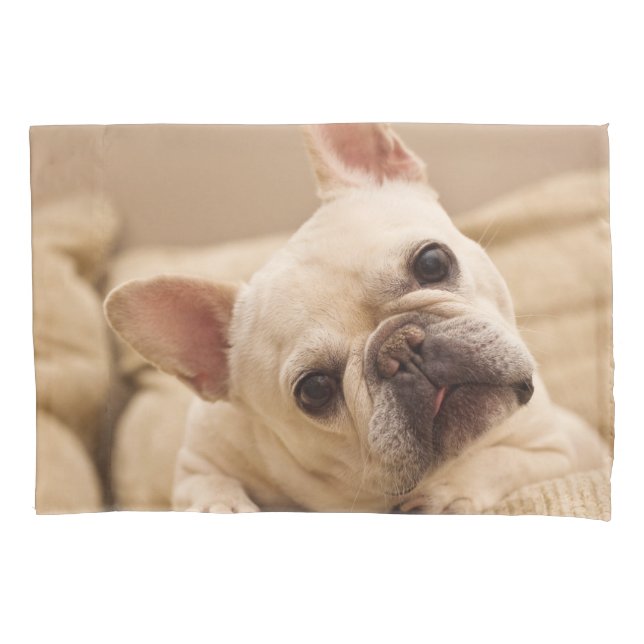 Cutest Baby Animals | French Bulldog Head Tilt (Frente)