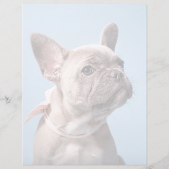 Cutest Baby Animals | French Bulldog Pink Bow (Frente)