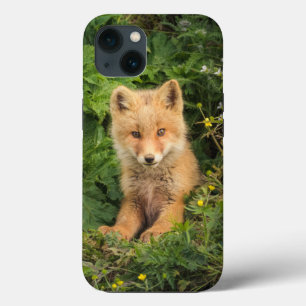 Cutest Baby Animals Red Fox at Umnak Alaska