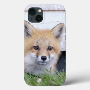Cutest Baby Animals   Red Fox Kit Peeking