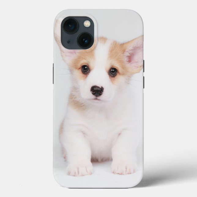 Cutest Baby Animals | White Corgi Puppy (Verso)