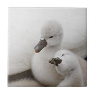Cygnets da cisne muda