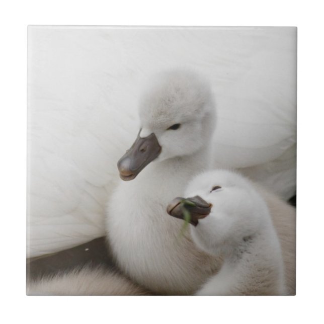 Cygnets da cisne muda (Frente)