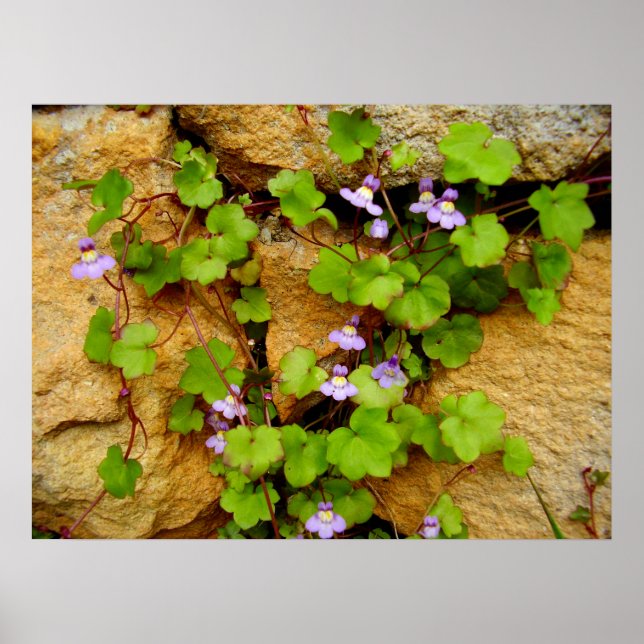 Cymbalaria Muralis Poster (Frente)
