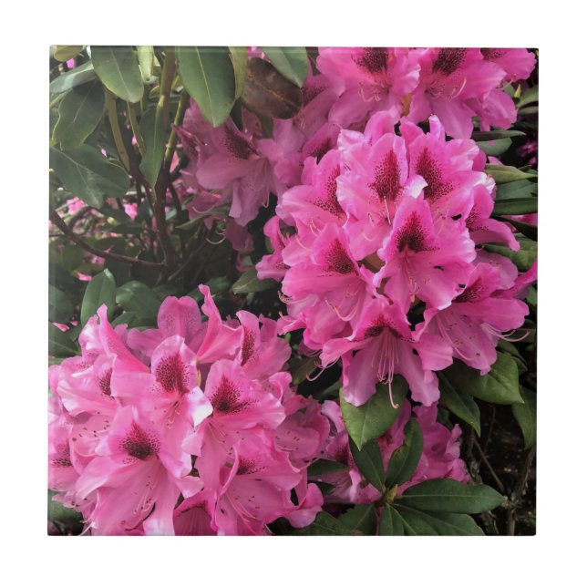 Cynthia Rhododendrons, Oregon (Frente)