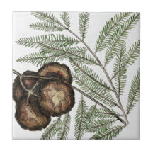 Cypress Americana ou Cypress Tree Bald Arte