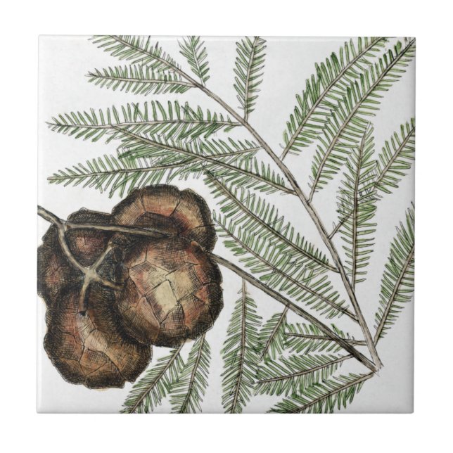 Cypress Americana ou Cypress Tree Bald Arte (Frente)