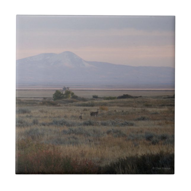 D10 Veado-branco e Sweetgrass Hills (Frente)