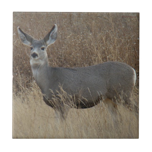 D14 Mule Deer Doe (Frente)
