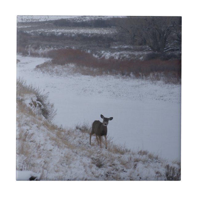 D16 Mule Deer Doe em River Valley (Frente)