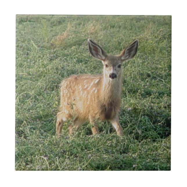 D19 Mule Deer Fawn (Frente)