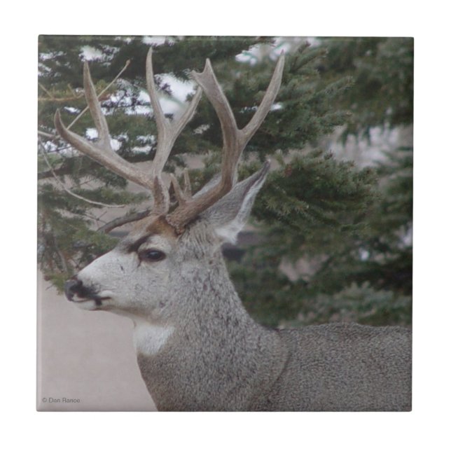 D25 Mule Deer Buck (Frente)