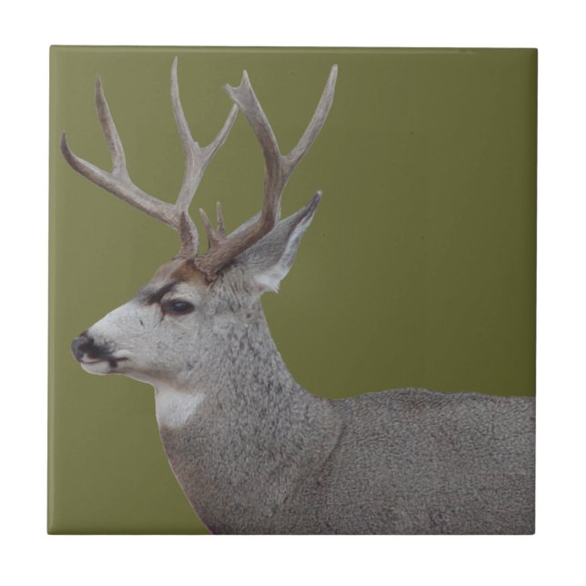 D26 Mule Deer Buck Head and Shoulders (Frente)