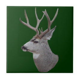 D27 Mule Deer Buck Head