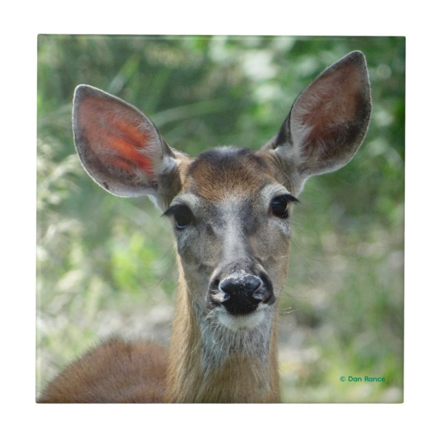 D33 White-tailed Deer Doe (Frente)