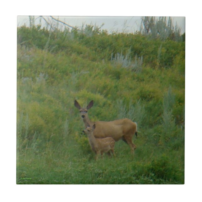 D5 Mule Deer Doe and Fawn (Frente)