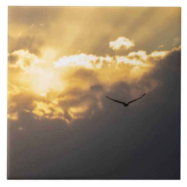 Da Águia Solar (Frente)