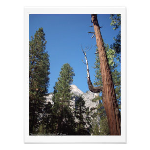 Da "impressão da foto do vale de Yosemite do cact