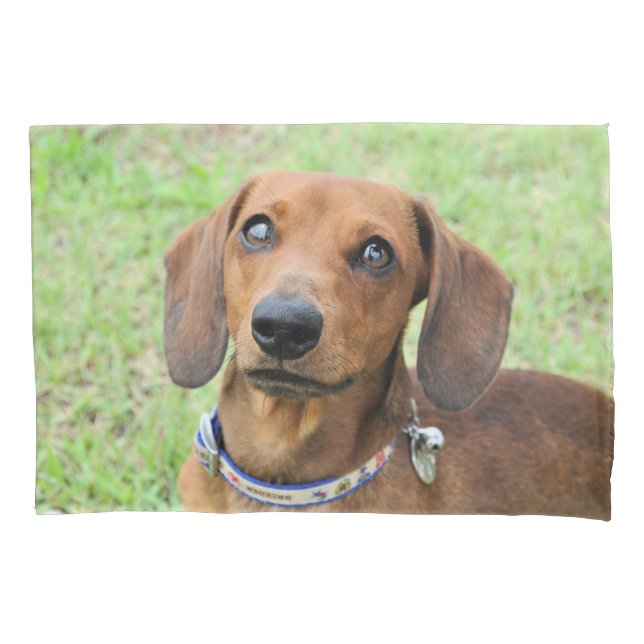 Dachshund (Frente)