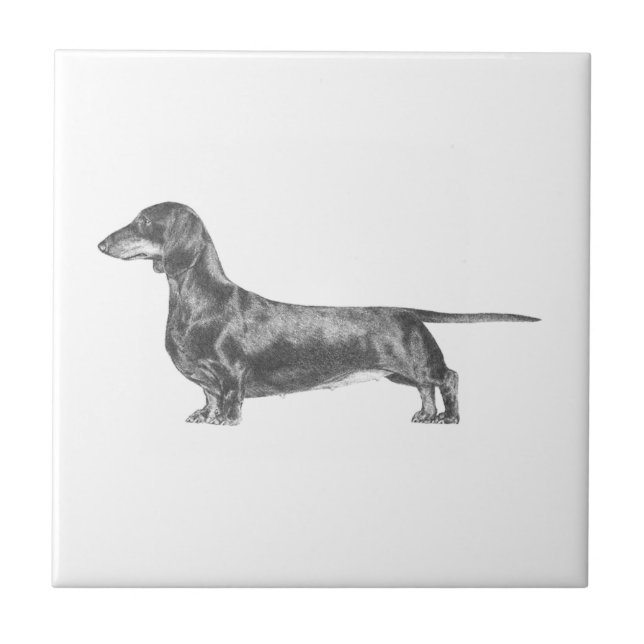 Dachshund (Frente)