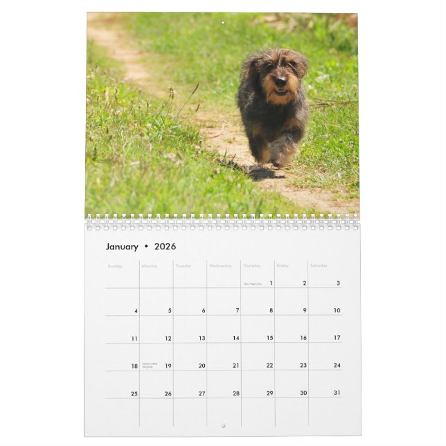 Dachshund 2011 - calendário customizável! (Jan 2026)