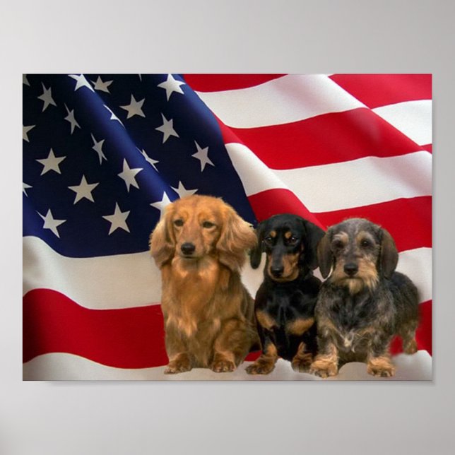 Dachshund America Poster (Frente)