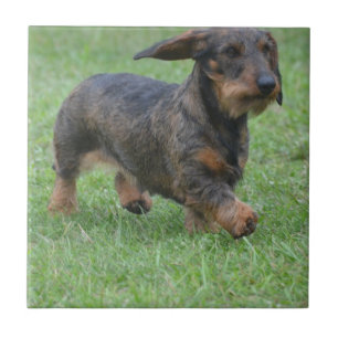 Dachshund de cabelo do fio