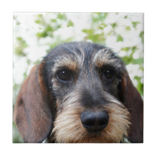 Dachshund de cabelo do fio diminuto