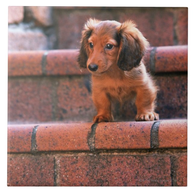 Dachshund diminuto (Frente)