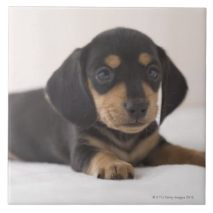 Dachshund diminuto