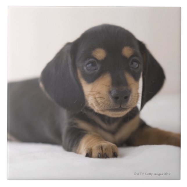 Dachshund diminuto (Frente)