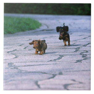 Dachshund diminuto 3