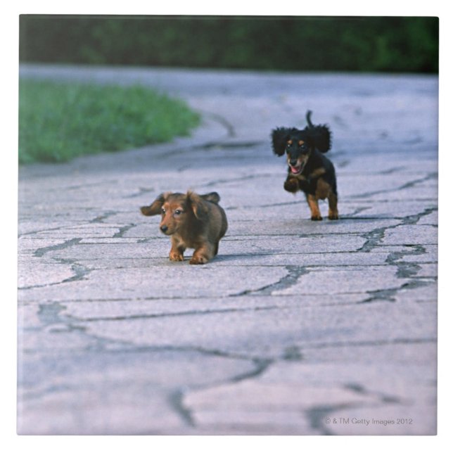 Dachshund diminuto 3 (Frente)