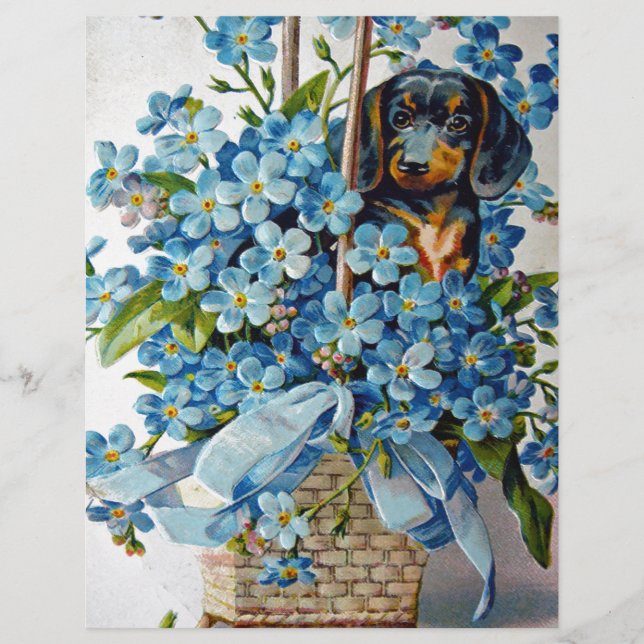 Dachshund e Forget-Me-Nots (Frente)