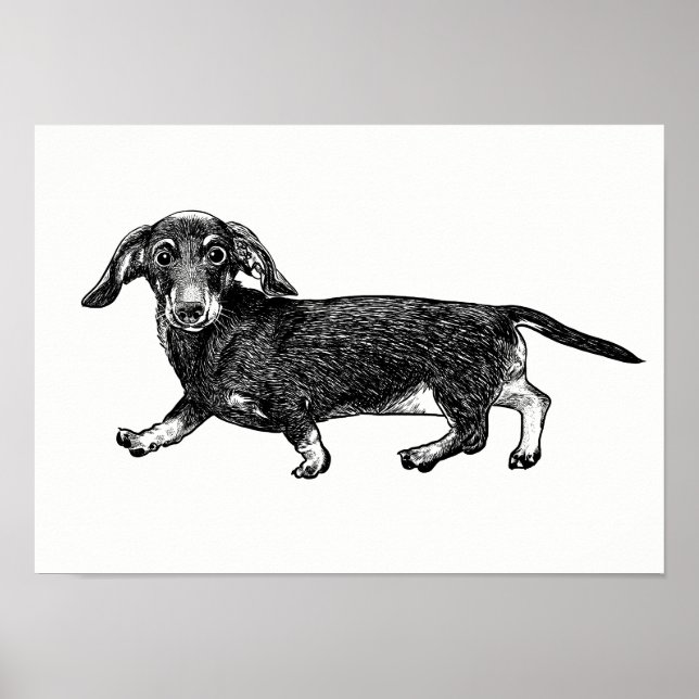 Dachshund Poster / Wall Art (Frente)