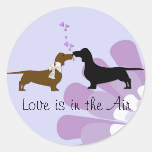 Dachshunds lunáticos que beijam a etiqueta