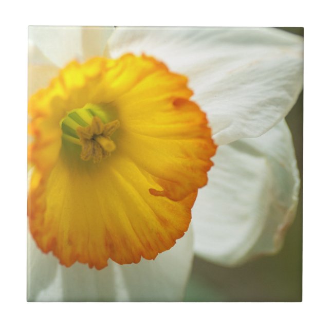 Daffodil (Frente)