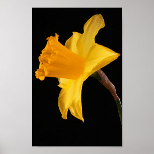 Daffodil Amarelo Na Poster Preta