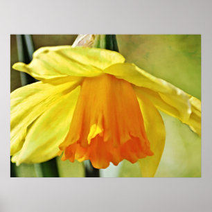 Daffodil Artsy Impressão de Arte Fotográfica