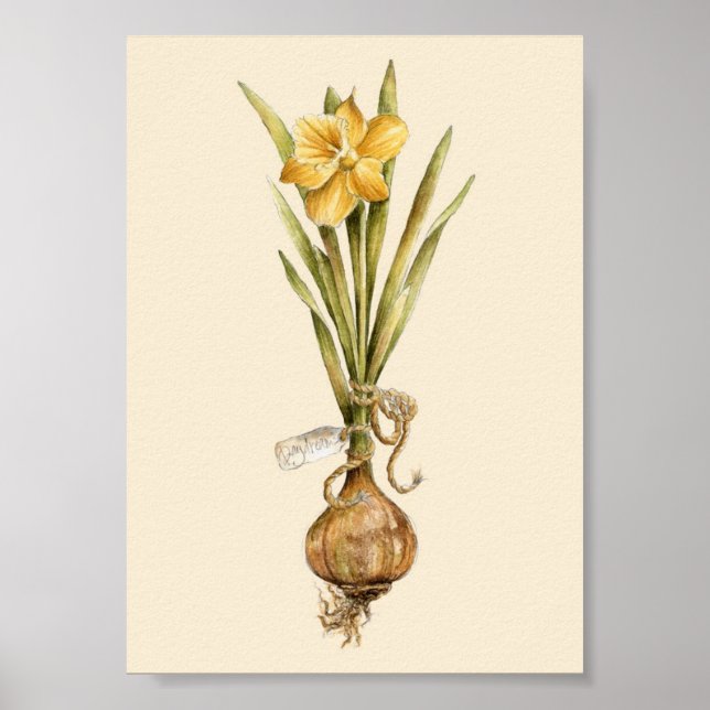 Daffodil Daydre- Poster (Frente)