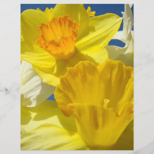 Daffodil Flowers Scrapboobooking paper (Frente)
