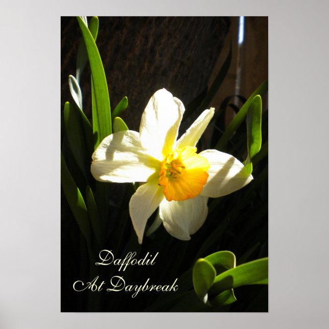 Daffodil Na Poster Daybreak (Frente)