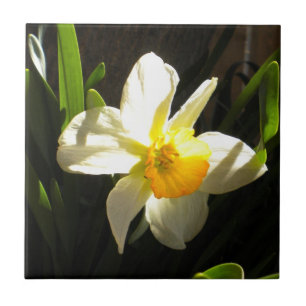 Daffodil no Azulejo de Daybreak
