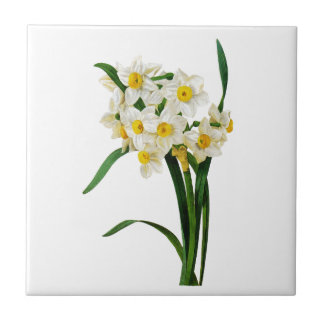 Daffodil ou Narciso por Pierre Joseph Redoute
