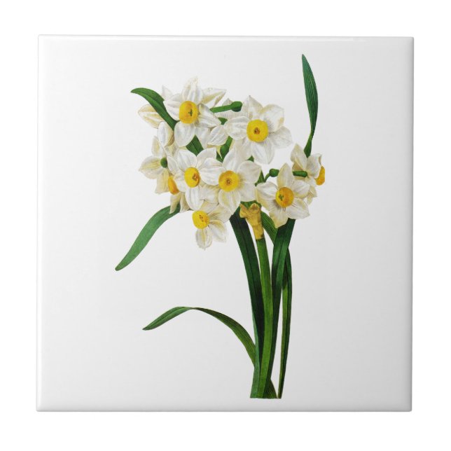 Daffodil ou Narciso por Pierre Joseph Redoute (Frente)