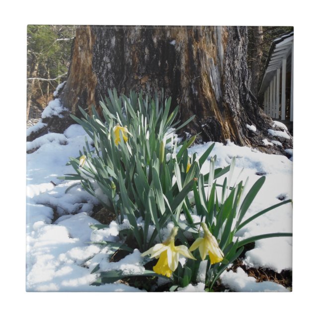 Daffodilos amarelos na neve (Frente)