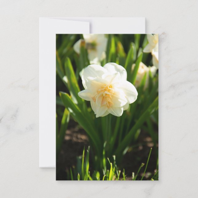 Daffodilos brancos grandes em um primavera dia (Frente)