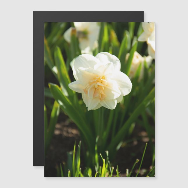 Daffodilos brancos grandes em um primavera dia (Frente/Verso)