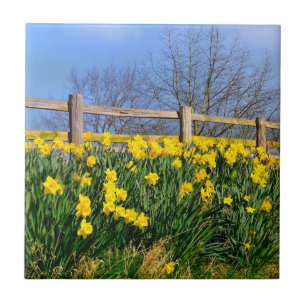 Daffodils
