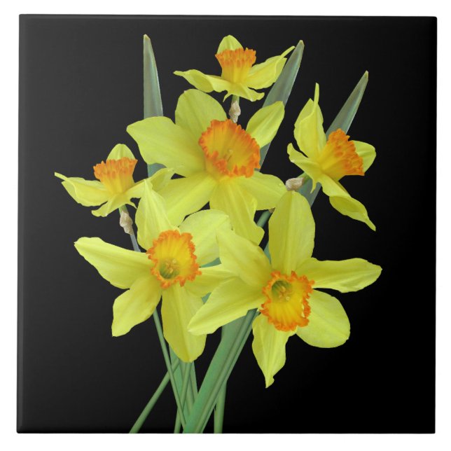 Daffodils (Frente)